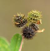 tolice nejmenší <i>(Medicago minima)</i> / Plod