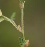 tolice nejmenší <i>(Medicago minima)</i> / List