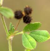 tolice nejmenší <i>(Medicago minima)</i> / List