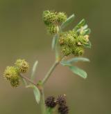 tolice nejmenší <i>(Medicago minima)</i> / Plod