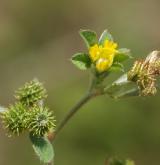 tolice nejmenší <i>(Medicago minima)</i> / Květ/Květenství