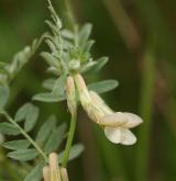 vikev panonská <i>(Vicia pannonica)</i> / Květ/Květenství