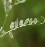 vikev panonská <i>(Vicia pannonica)</i> / List