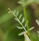 vikev panonská <i>(Vicia pannonica)</i> / List