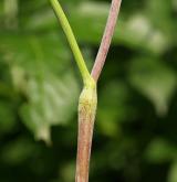 krabilice hlíznatá <i>(Chaerophyllum bulbosum)</i> / List