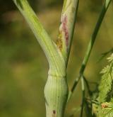 krabilice hlíznatá <i>(Chaerophyllum bulbosum)</i> / List