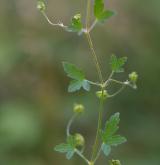 kakost rozkladitý <i>(Geranium divaricatum)</i> / Habitus