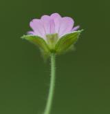 kakost rozkladitý <i>(Geranium divaricatum)</i> / Květ/Květenství