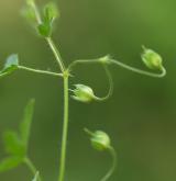 kakost rozkladitý <i>(Geranium divaricatum)</i> / Plod
