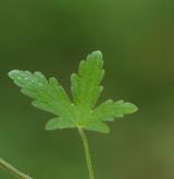 kakost rozkladitý <i>(Geranium divaricatum)</i> / List