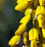 čilimník černajicí <i>(Cytisus nigricans)</i> / Květ/Květenství
