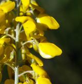 čilimník černajicí <i>(Cytisus nigricans)</i> / Květ/Květenství