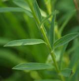 len žlutý <i>(Linum flavum)</i>