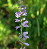 zvonek boloňský <i>(Campanula bononiensis)</i> / Květ/Květenství