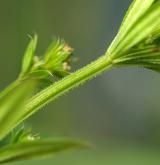 svízel potoční <i>(Galium rivale)</i> / Stonek