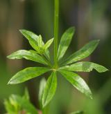 svízel potoční <i>(Galium rivale)</i> / List