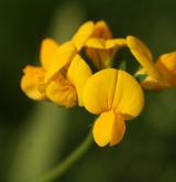 štírovník růžkatý <i>(Lotus corniculatus)</i> / Květ/Květenství