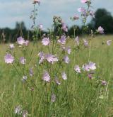 sléz velkokvětý <i>(Malva alcea)</i> / Habitus