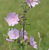 sléz velkokvětý <i>(Malva alcea)</i>