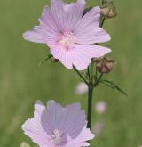 sléz velkokvětý <i>(Malva alcea)</i> / Květ/Květenství