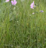 sléz pižmový <i>(Malva moschata)</i>