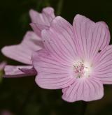 sléz pižmový <i>(Malva moschata)</i> / Květ/Květenství