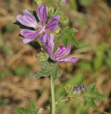 sléz lesní <i>(Malva sylvestris)</i> / Květ/Květenství