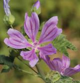 sléz lesní <i>(Malva sylvestris)</i> / Květ/Květenství