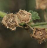 sléz lesní <i>(Malva sylvestris)</i> / Plod