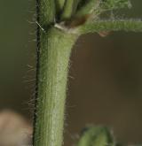 sléz lesní <i>(Malva sylvestris)</i> / Stonek