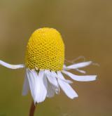 heřmánek pravý <i>(Matricaria chamomilla)</i> / Květ/Květenství