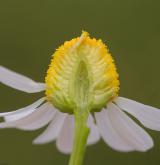 heřmánek pravý <i>(Matricaria chamomilla)</i> / Květ/Květenství
