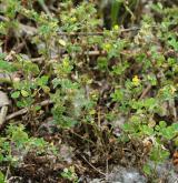 tolice nejmenší <i>(Medicago minima)</i> / Habitus