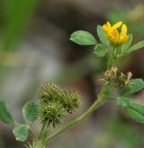 tolice nejmenší <i>(Medicago minima)</i> / Habitus