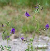 tolice setá <i>(Medicago sativa)</i> / Habitus