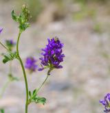 tolice setá <i>(Medicago sativa)</i>