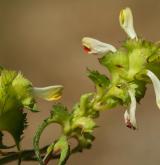 černýš hřebenitý <i>(Melampyrum cristatum)</i> / Květ/Květenství