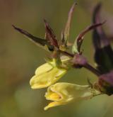 černýš luční <i>(Melampyrum pratense)</i> / Květ/Květenství