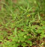 černýš lesní <i>(Melampyrum sylvaticum)</i> / Habitus