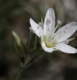 kuřička štětinkatá <i>(Minuartia setacea)</i> / Květ/Květenství