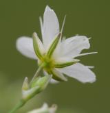 kuřička štětinkatá <i>(Minuartia setacea)</i> / Květ/Květenství