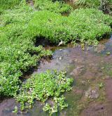 Vegetace subatlantských podhorských nelesních pramenišť <i>(Epilobio nutantis-Montion fontanae)</i>