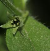 pomněnka řídkokvětá <i>(Myosotis sparsiflora)</i> / Plod