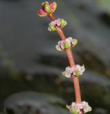 stolístek klasnatý <i>(Myriophyllum spicatum)</i> / Květ/Květenství