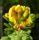 čilimník zelenavý <i>(Cytisus virescens)</i> / Květ/Květenství