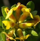 čilimník zelenavý <i>(Cytisus virescens)</i> / Květ/Květenství