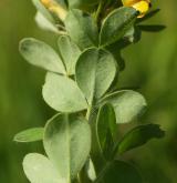čilimník zelenavý <i>(Cytisus virescens)</i> / List