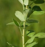 čilimník zelenavý <i>(Cytisus virescens)</i> / Stonek
