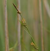 ostřice prosová <i>(Carex panicea)</i> / Plod