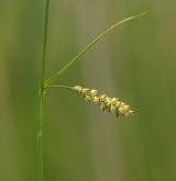 ostřice prosová <i>(Carex panicea)</i> / Plod